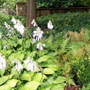 Figure 6. The varied textures of hosta, autumn fern and Lenten rose add interest to the perennial garden.