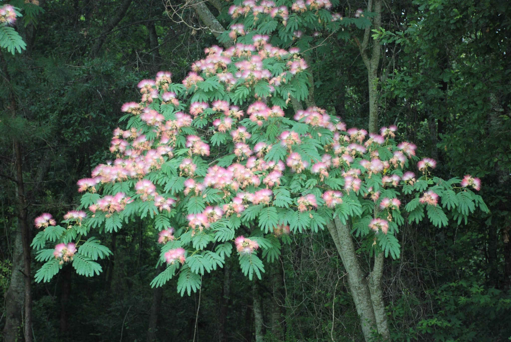 the mimosa tree: beautiful but invasive - alabama cooperative