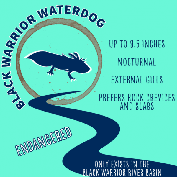 Black Warrior Waterdog. The Black Warrior Waterdog can be up to 9.5 inches long. The Black Warrior Waterdog is nocturnal, has external gills, and prefers rocks, crevices and slabs. It is an endangered species that only exists in the Black Warrior river basin. 