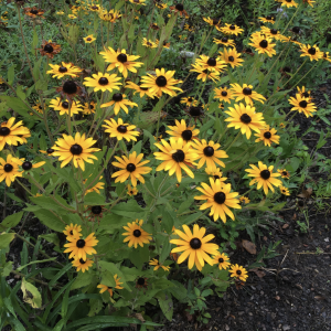 Figure 8. Orange coneflower can add color to the perennial border.