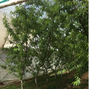 Figure 1. Peaches grown under a high tunnel.