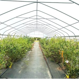 Figure 4. Southern highbush blueberries grown under high tunnel.