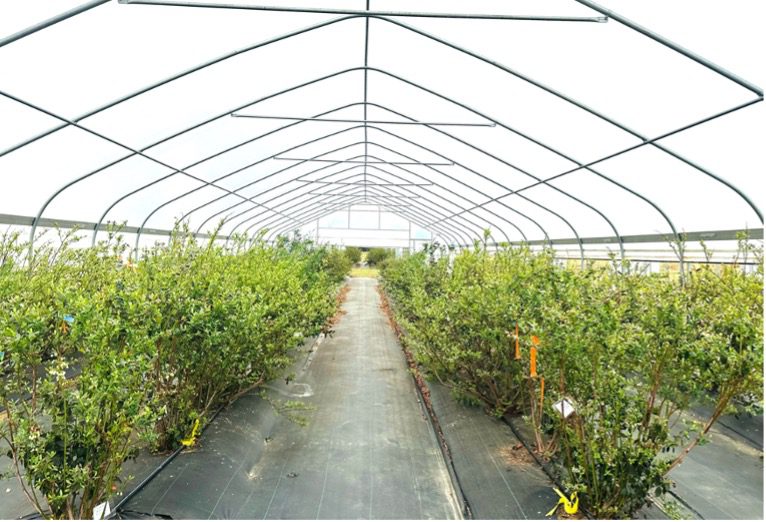 Figure 4. Southern highbush blueberries grown under high tunnel.