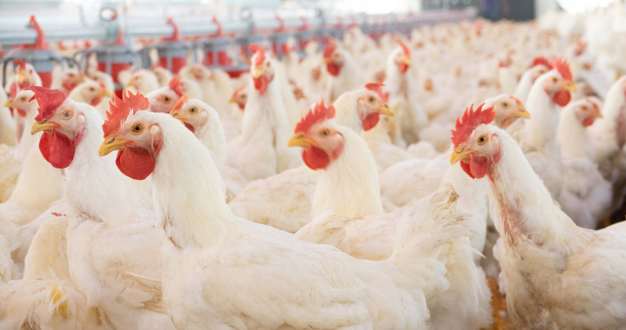 Poultry Judging Contest