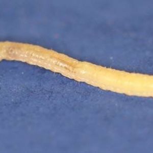 Souther corn root worm larva.