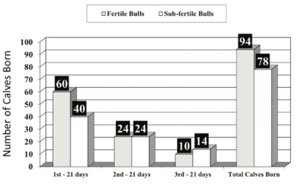 Figure 1. Estimated pregnancy and calving rates grouped by bull fertility based on a 63-day breeding season with 100 cows