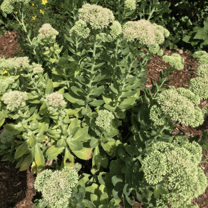 Figure 12. Sedum ‘Autumn Joy’ is a good fall blooming perennial for dry garden sites.