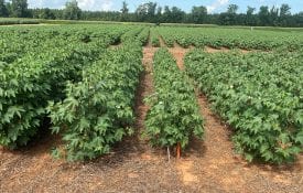 thrips effects on cotton plants