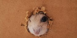 Rodent chewing a hole in a box
