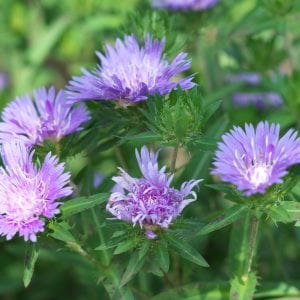 Figure 13. Stoke’s aster. iStock photo by TokioMarineLife.