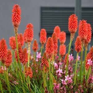 Figure 10. Torch Lily. iStock photo by beekeepx