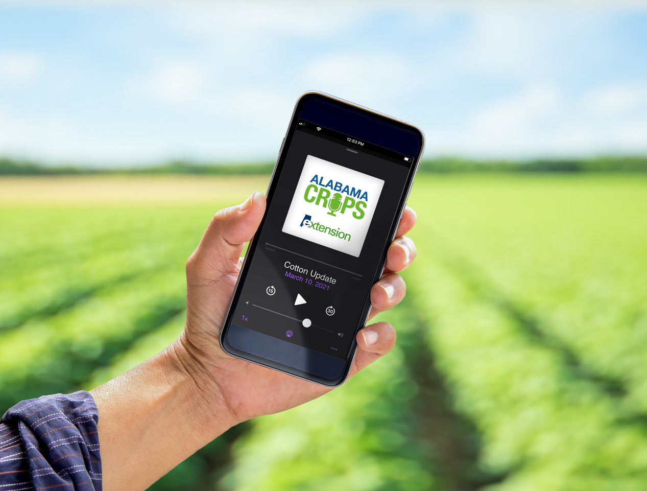 Alabama Row Crops Report Podcast playing on an iPhone