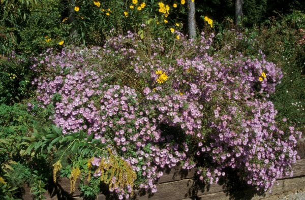 Figure 1. Asters can add color to the perennial border.