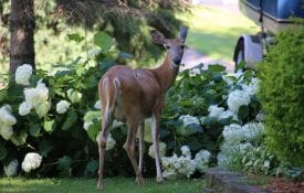 Deer in a backyard