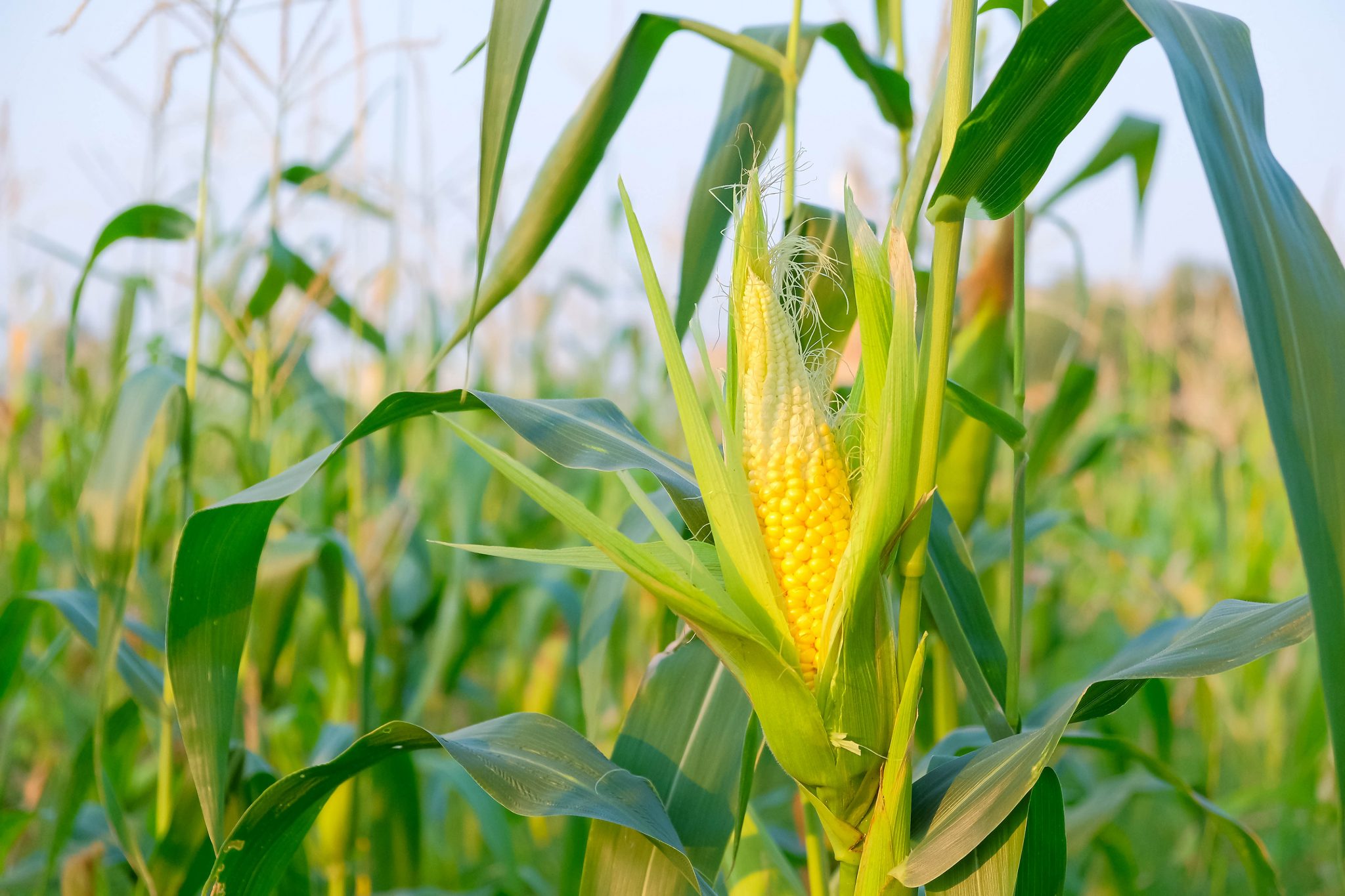 Corn Crops