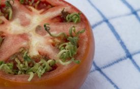 Vivipary in tomatoes