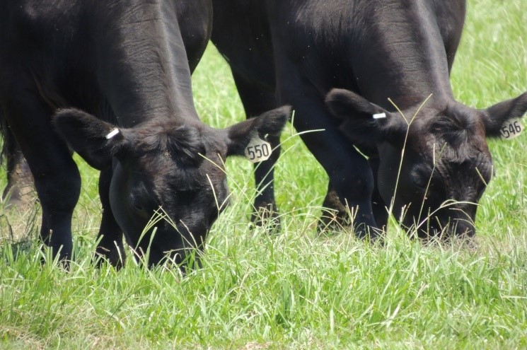 Angus cattle grazing