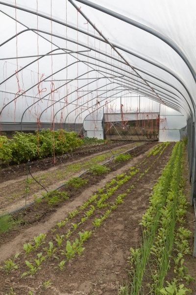 Inside of a high tunnel system with drip irrigation