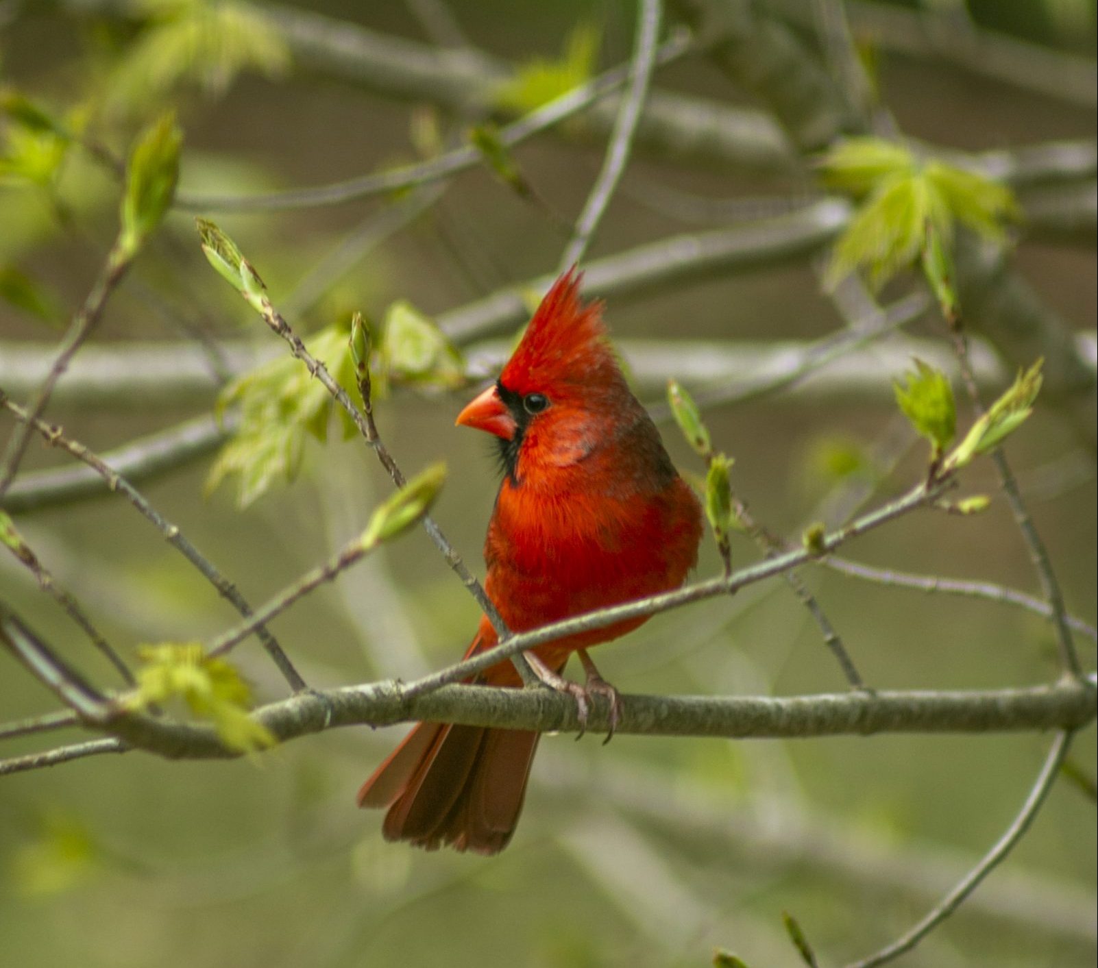 A male red cardinal