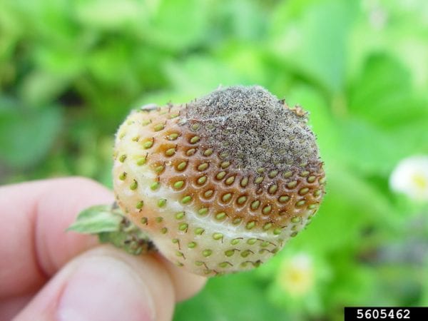 Gray mold on green strawberry