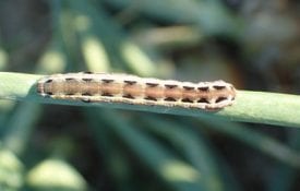 Yellow striped armyworm.