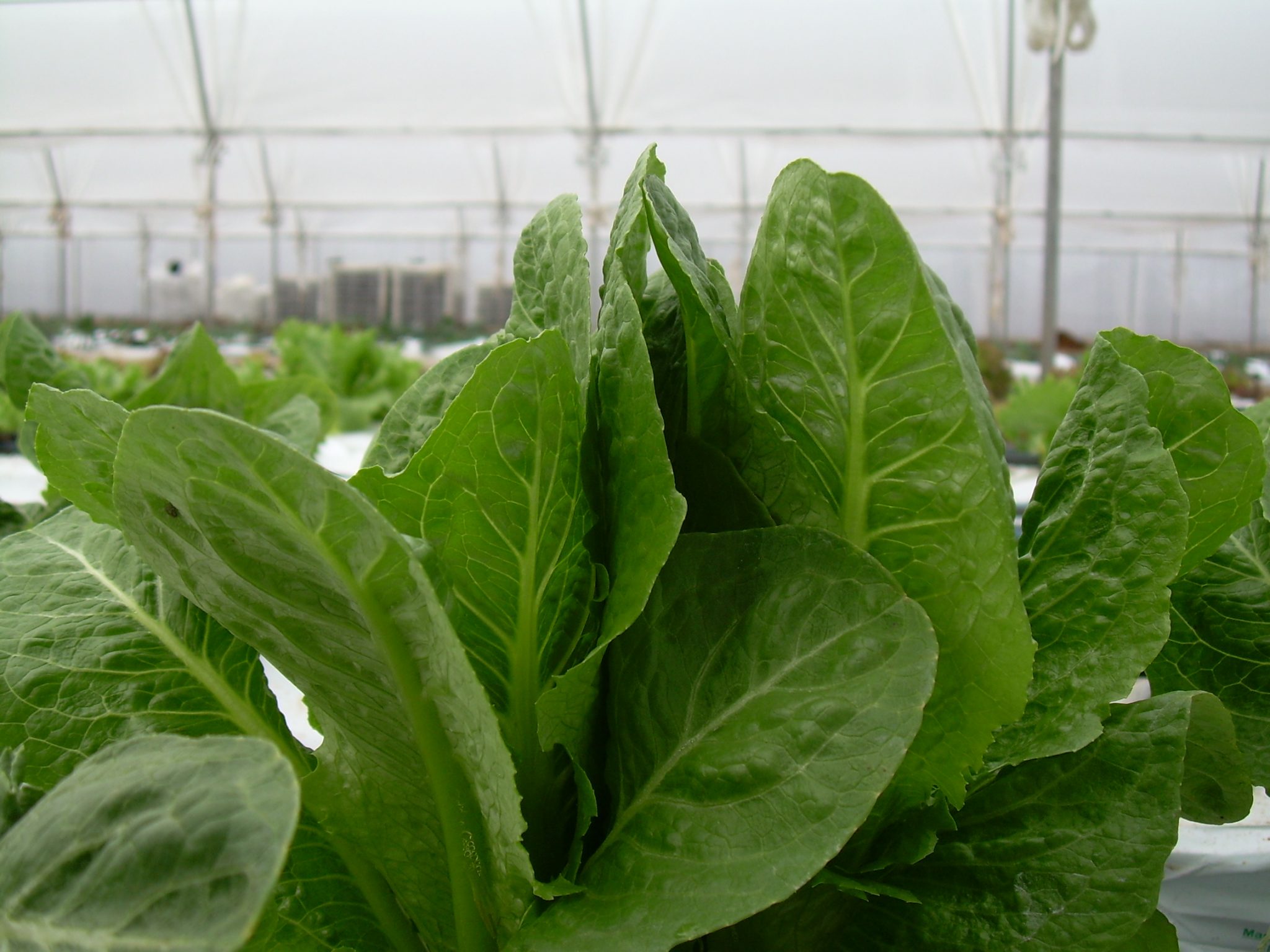 Organic insecticides should be used in a small area first to observe any phytotoxic effects. Green leafy vegetables can be sensitive to some insecticide formulations.