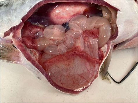 Channel catfish with clinical signs of virulent Aeromonas.