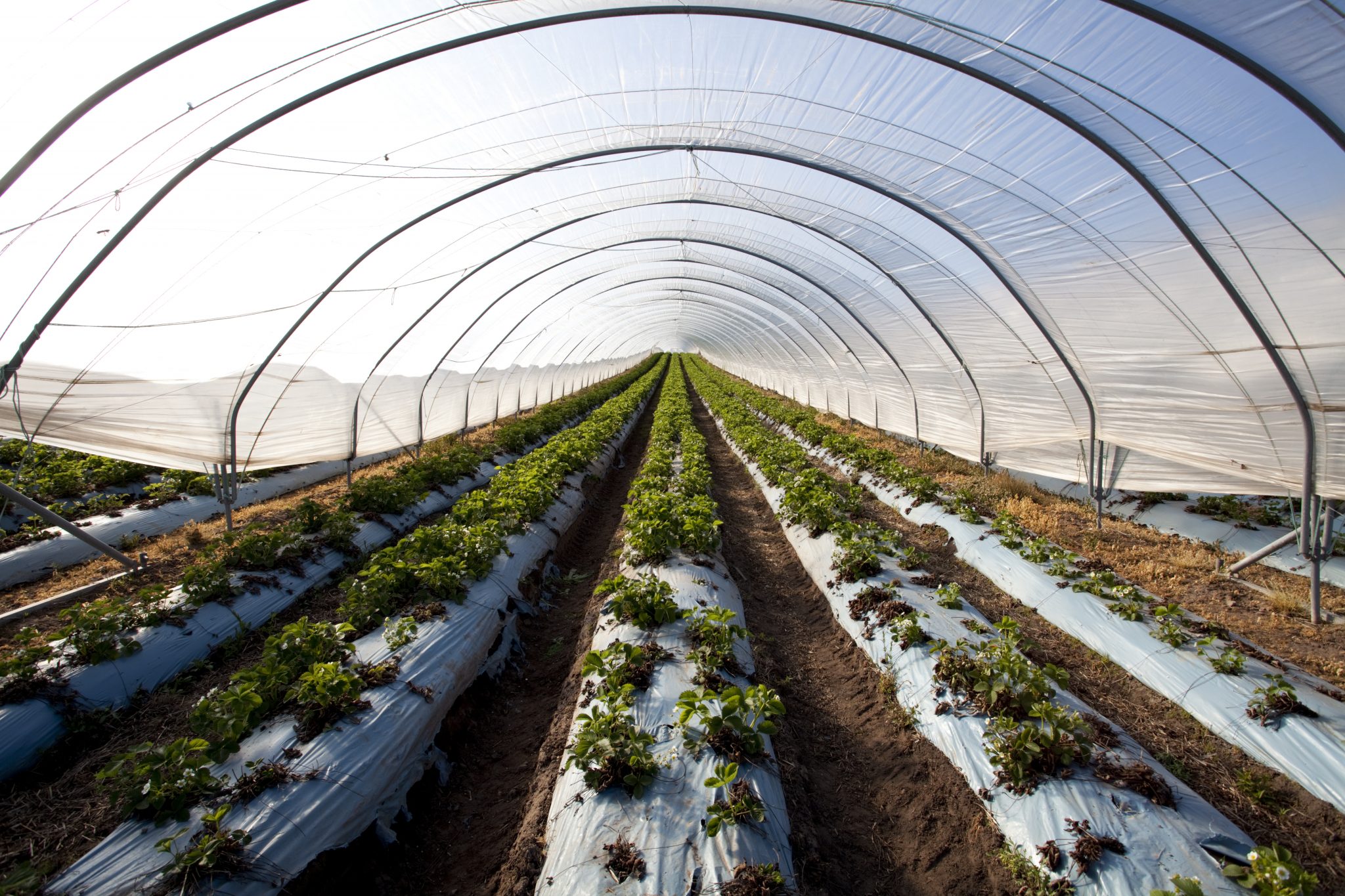 A high tunnel greenhouse
