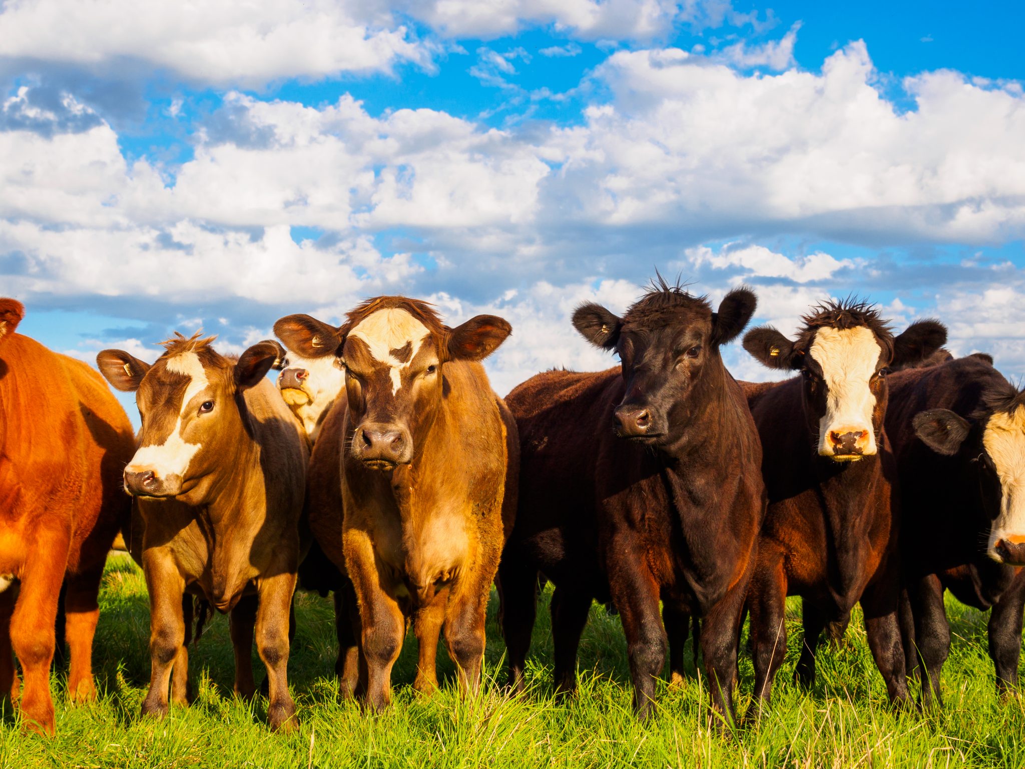 Young group of commercial cattle