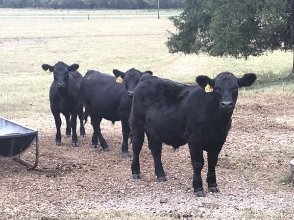 Young angus beef cattle at a feeding trough