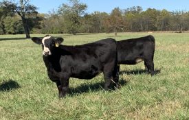 Young angus beef cattle