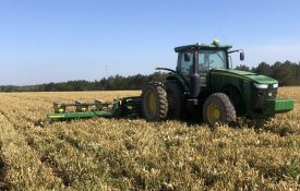 planting corn into a cover crop that has already had a burndown herbicide application