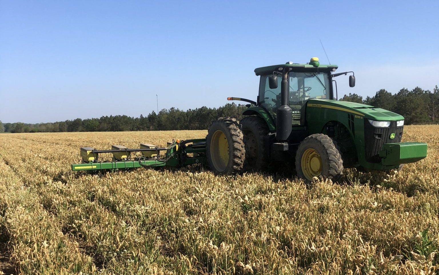 planting corn into a cover crop that has already had a burndown herbicide application