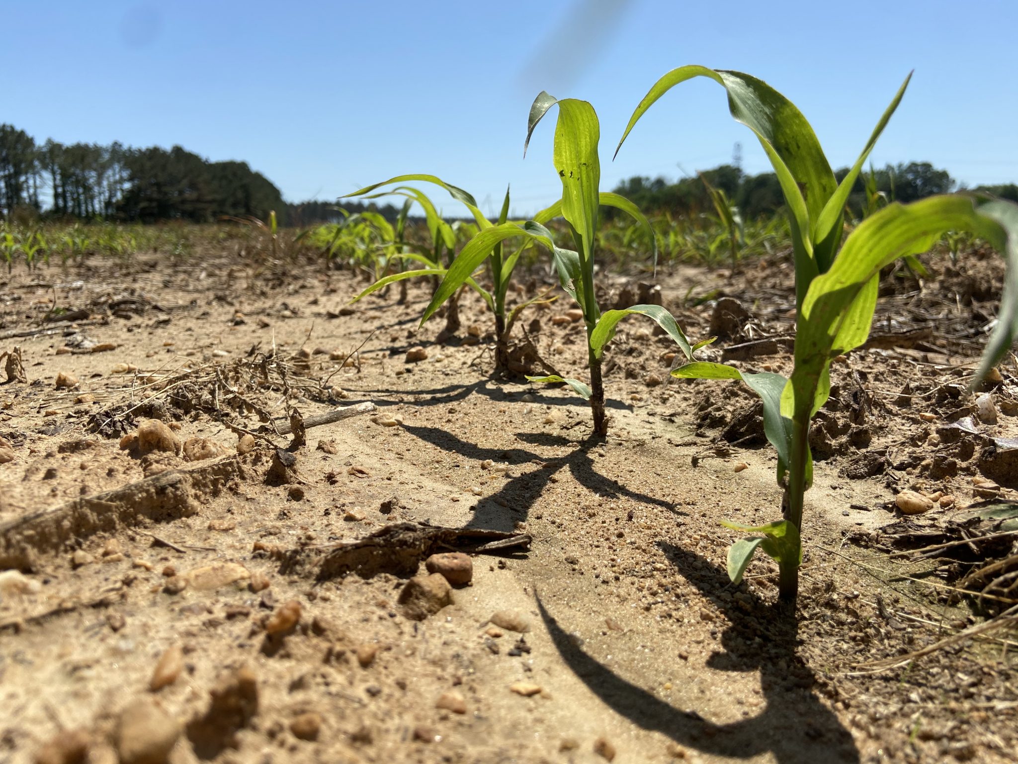 Corn emerging in a field.