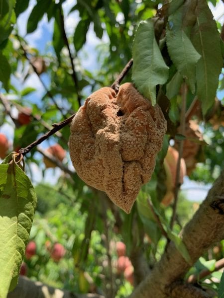 Disease damaged peach on a tree