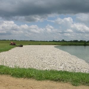 Figure 1. Fish kill in a commercial catfish pond. (Photo credit: Bill Hemstreet).
