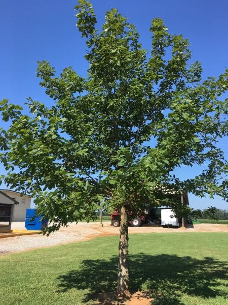 The growth habit and foliage of a swamp chestnut oak tree