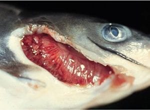 Channel catfish with hamburger gill disease.