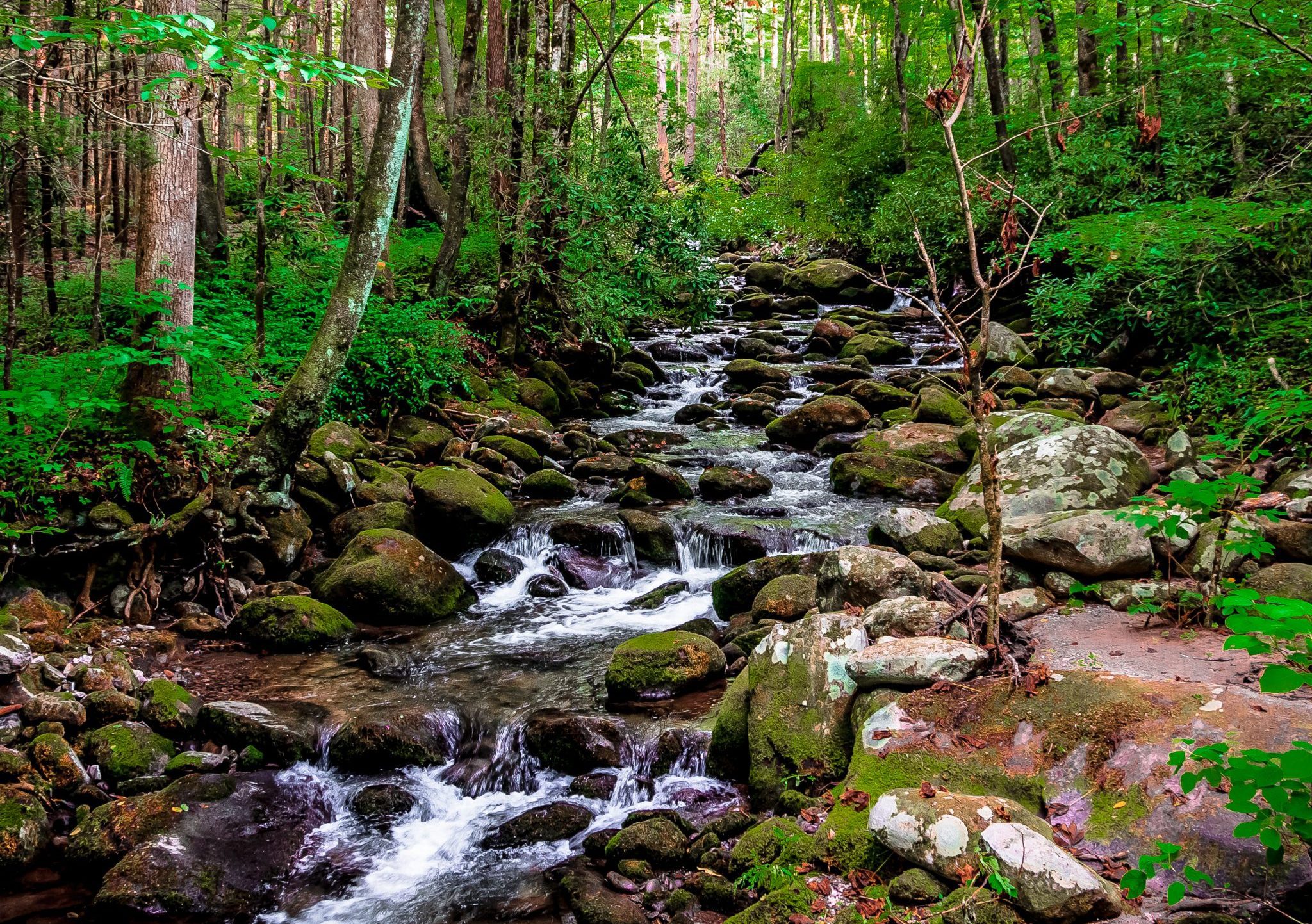a forest stream