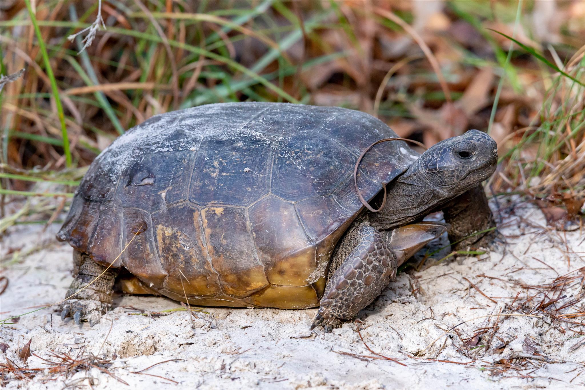 Gopher tortoise