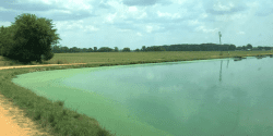 Figure 2. Cyanobacterial bloom on a catfish pond in Alabama. The bright green algae around the edges is typical of these blooms.