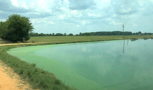 Figure 2. Cyanobacterial bloom on a catfish pond in Alabama. The bright green algae around the edges is typical of these blooms.
