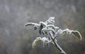 frost on a tomato plant