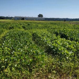 Soybean research plot
