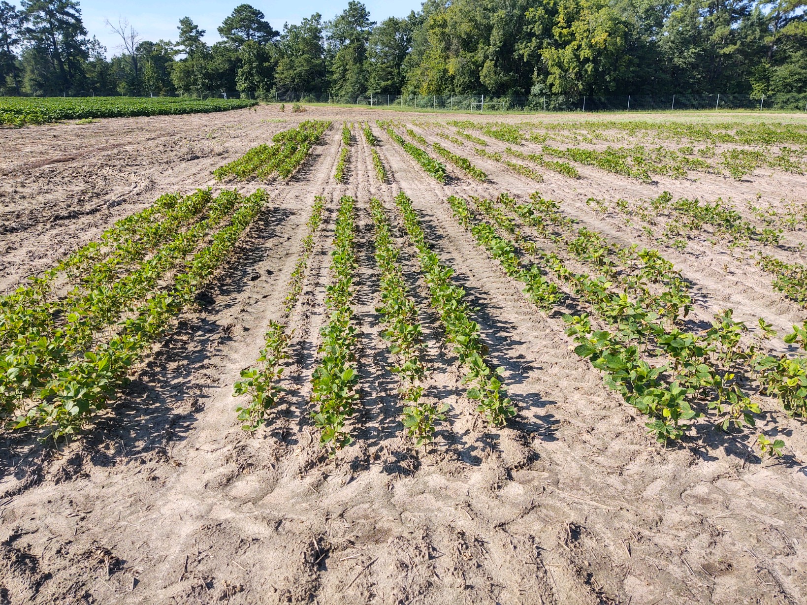 Soybean research plot