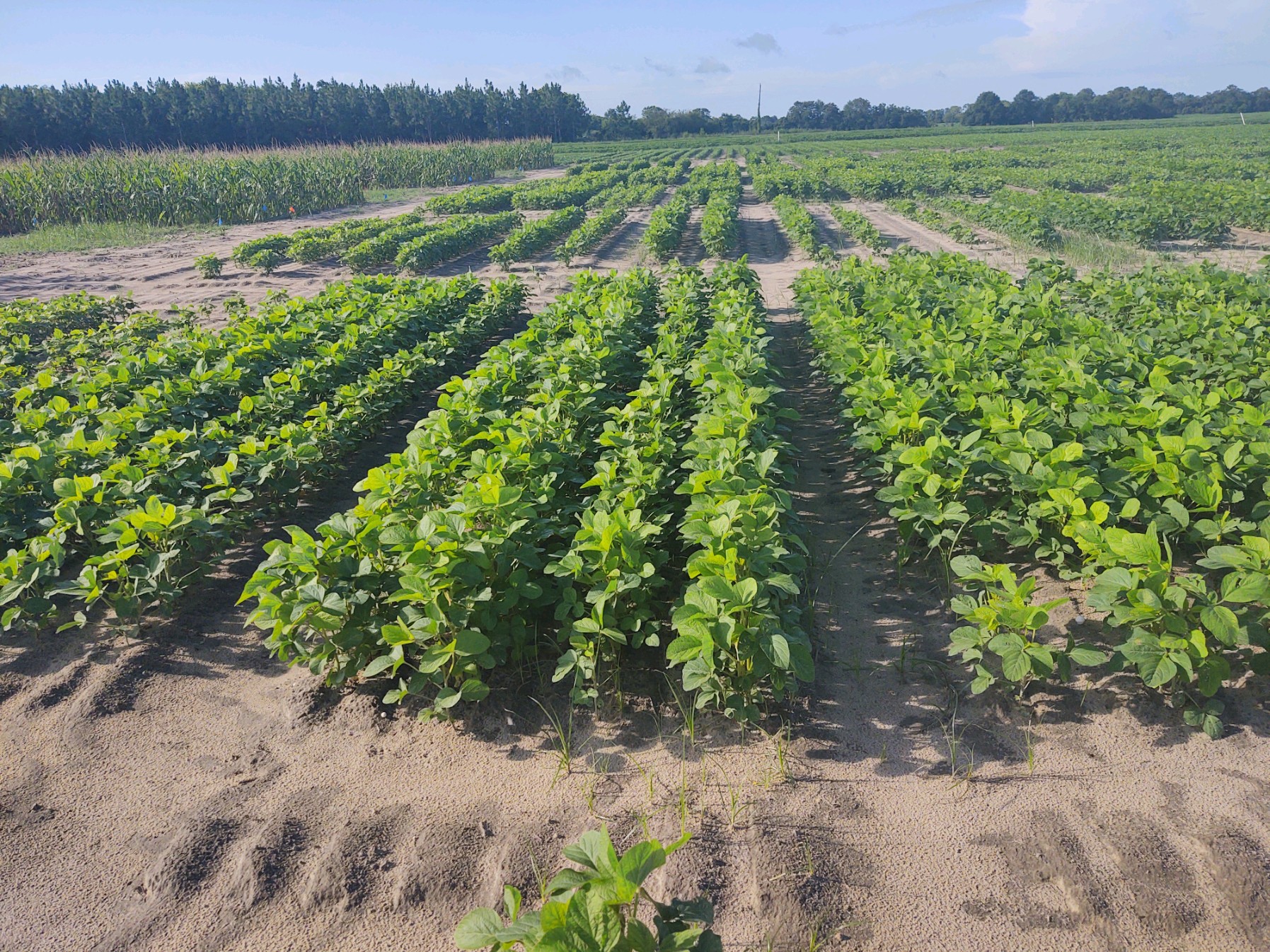 Implementing Soybeans Into A Forage System Alabama Cooperative