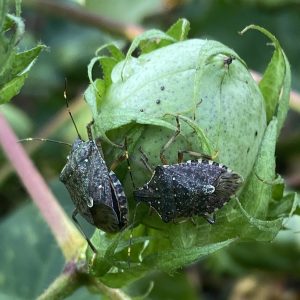 Figure 5. Adult brown marmorated stink bugs