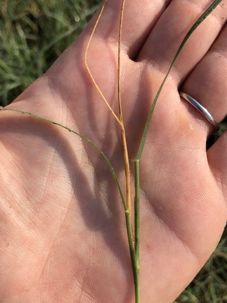 Bermudagrass stem maggot damage