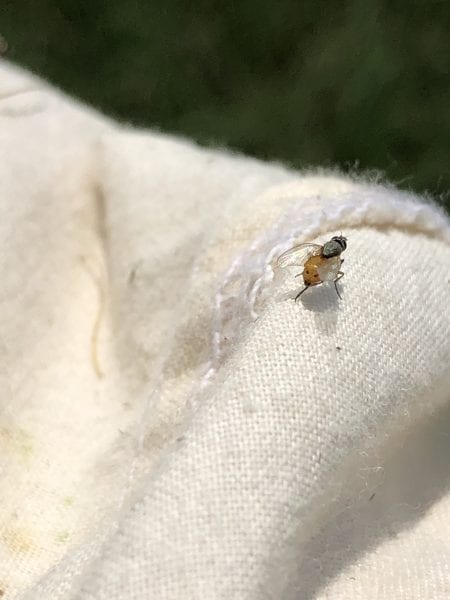 Adult fly of the Bermudagrass stem maggot.