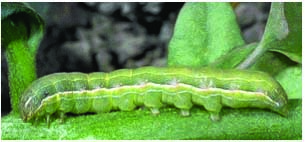 Beet armyworm (BAW)